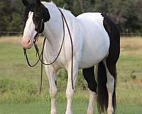 beginner-draft-horse