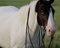 calf-roping-draft-horse