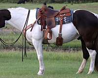 cross-draft-horse