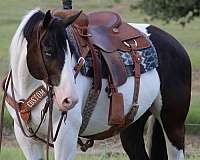 draft-horse