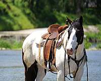 flashy-draft-horse