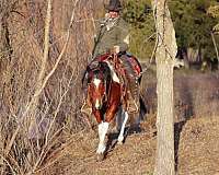 ranch-versatility-paint-pony