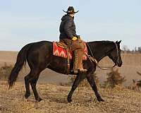 ranch-work-quarter-horse