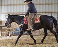 show-quarter-horse