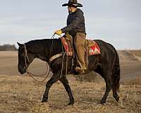 trail-riding-quarter-horse