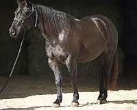 western-riding-quarter-horse