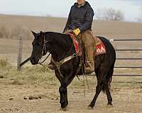 blue-roan-quarter-horse-gelding