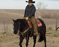 working-cattle-quarter-horse