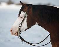 overo-aqha-stallion