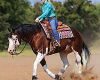 overo-aqha-horse