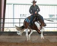 reining-quarter-horse