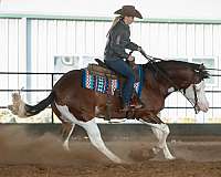 roping-quarter-horse