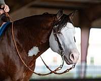 stallion-quarter-horse