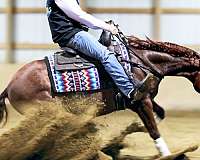 calf-roping-quarter-horse