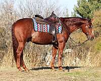 athletic-quarter-horse