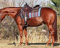 flashy-quarter-horse