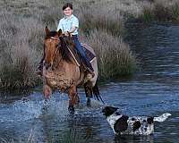 husband-safe-quarter-horse