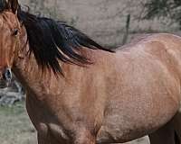 ranch-work-quarter-horse