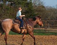 ranch-versatility-quarter-horse