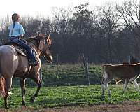 roping-quarter-horse