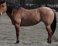 show-quarter-horse