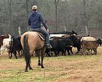 trail-riding-quarter-horse