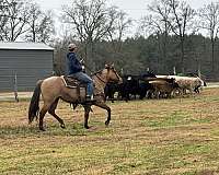 western-riding-quarter-horse