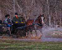 all-around-morgan-horse