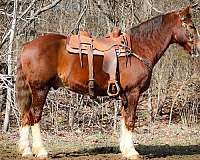 t-morgan-horse