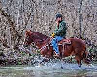 athletic-morgan-horse