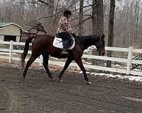 beginner-thoroughbred-horse