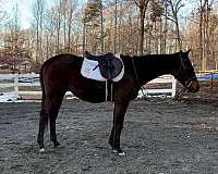 hunter-thoroughbred-horse