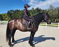 friesian-horse-for-sale