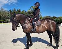 friesian-horse