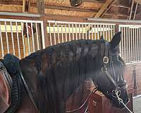 friesian