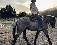 draft-horse-for-sale