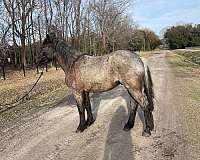 draft-gelding