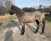 draft-horse