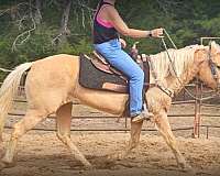 kids-palomino-horse