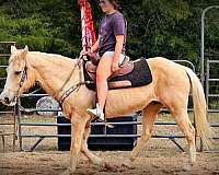 broke-palomino-horse