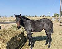 quarter-horse-for-sale