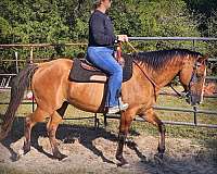 ranch-quarter-horse