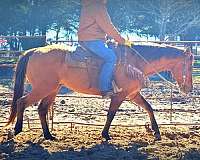 advance-beginner-quarter-horse