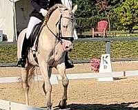 around-iberian-horse