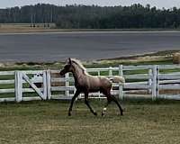 athletic-canadian-lusitano-horse