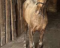 champion-canadian-lusitano-horse