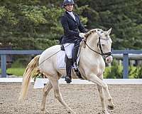 equitation-canadian-lusitano-horse