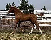 usef-foal