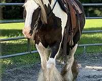 all-around-gypsy-vanner-horse