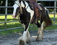 beginner-gypsy-vanner-horse